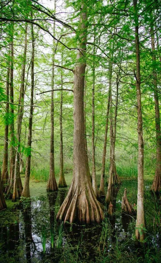 new-orleans-swamp-tour-628x1024.webp