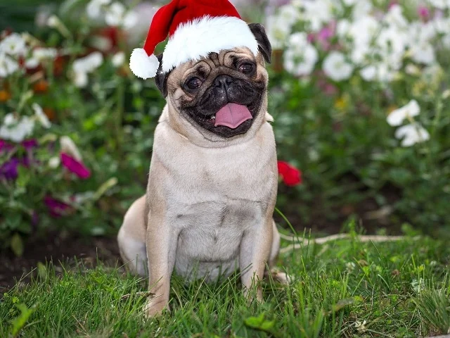 new_year_puggy.webp