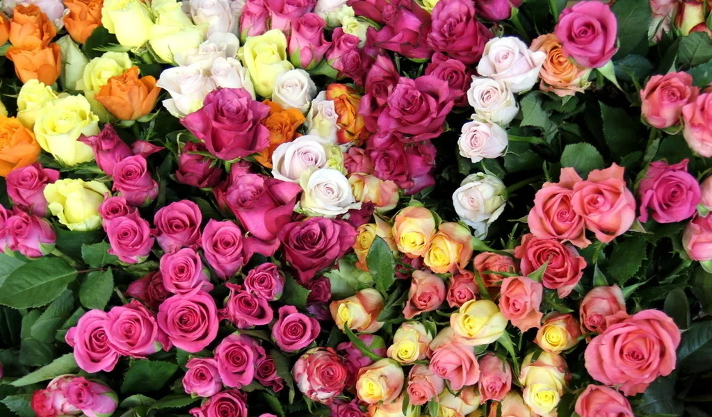 niceimage.ru-18257.webp