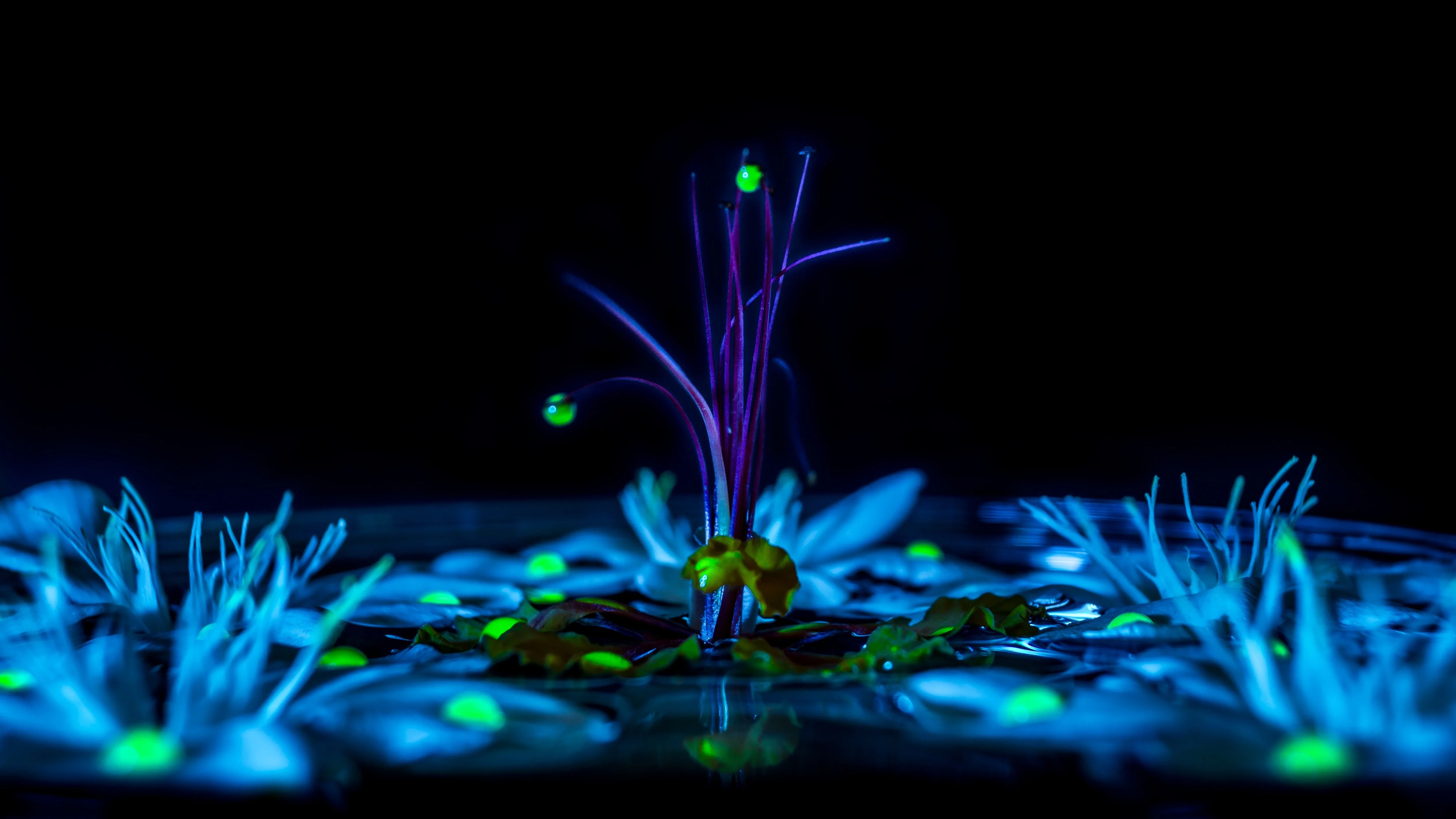 night-photography-light-flower-flame-darkness-screenshot-computer-wallpaper-fractal-art-macro...webp