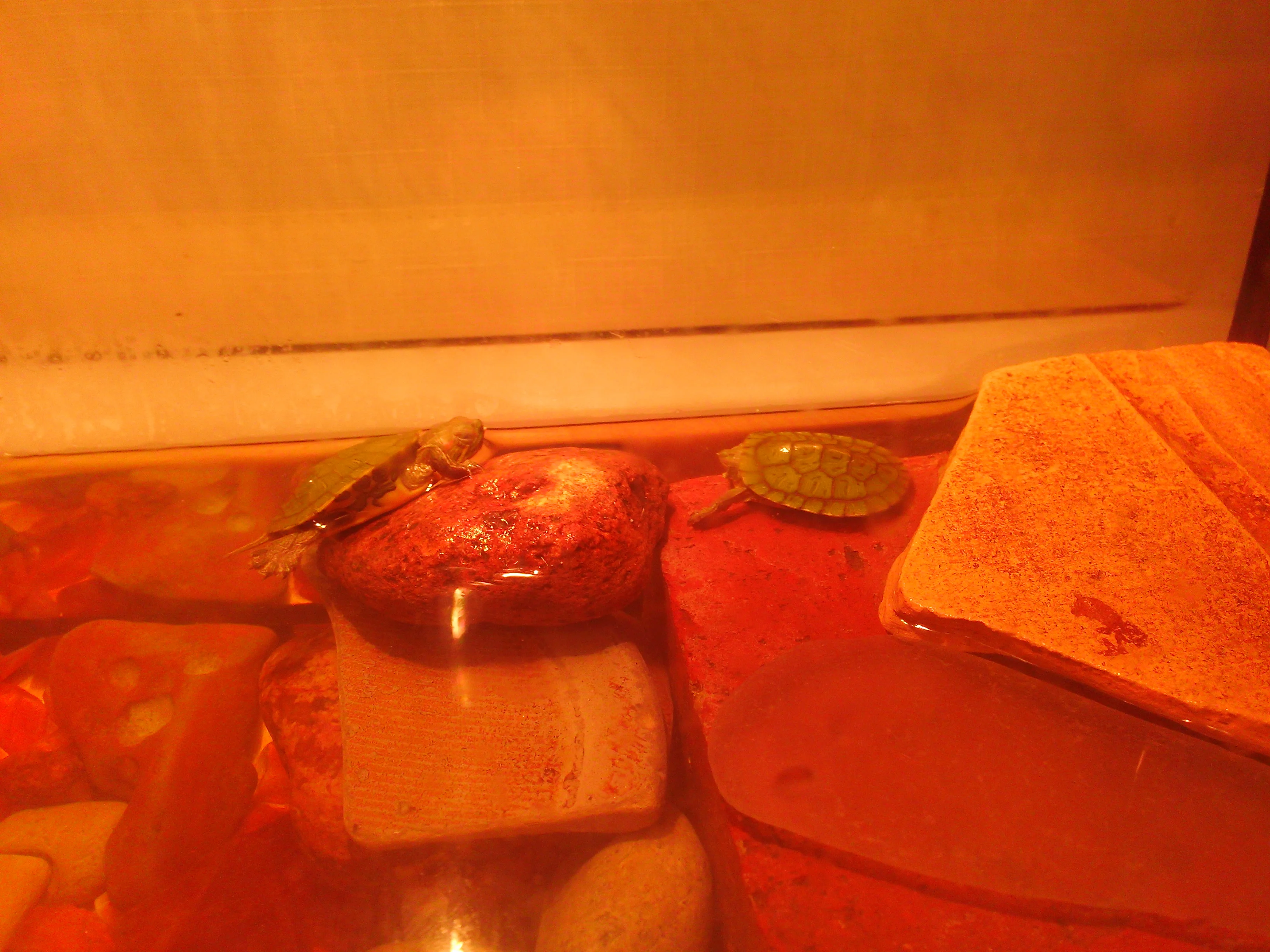 ниндзя мои.webp