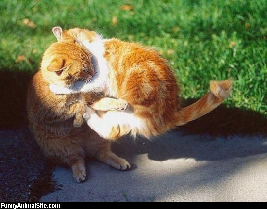 Ninja_Cat_Fight.jpg