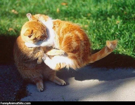Ninja_Cat_Fight.webp