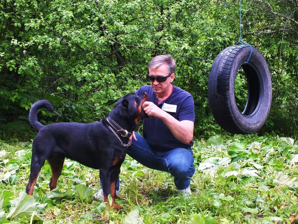 №18игра с собакой.webp