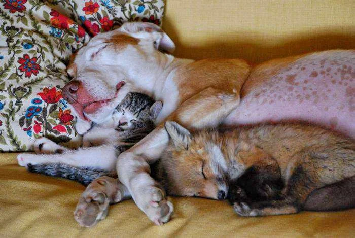 ноев ковчег   день 38 всё пофигу.webp