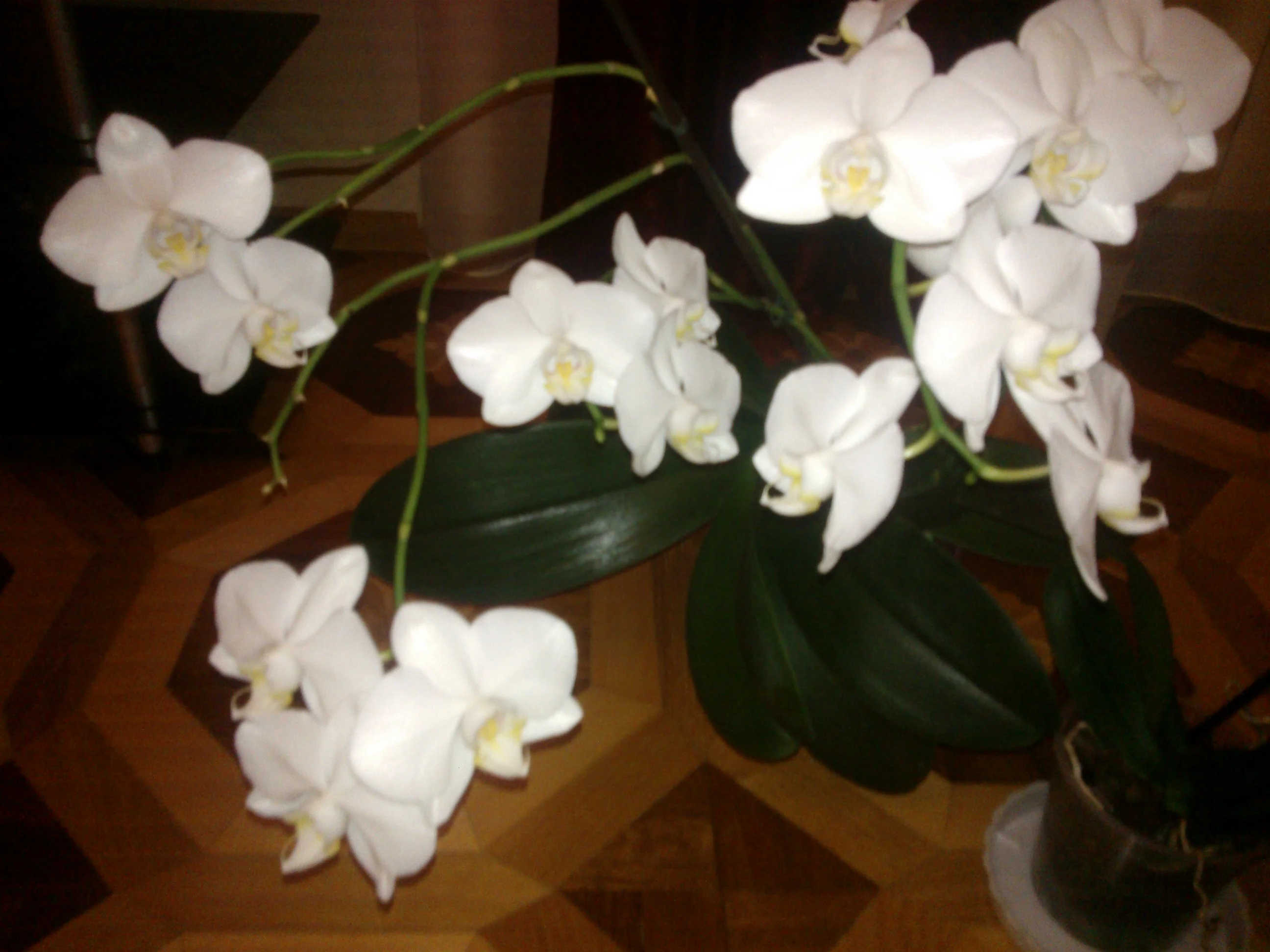 NOKIA Lumia 610_000107.webp