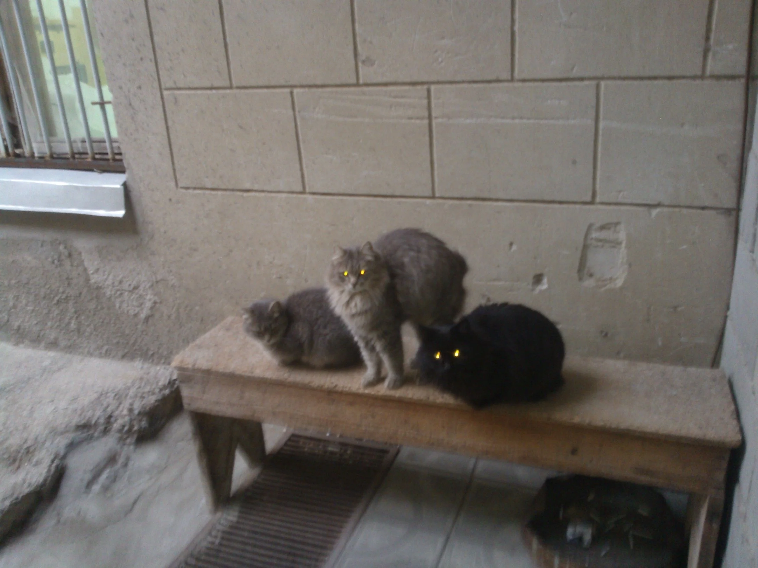 NOKIA Lumia 610_000133.webp