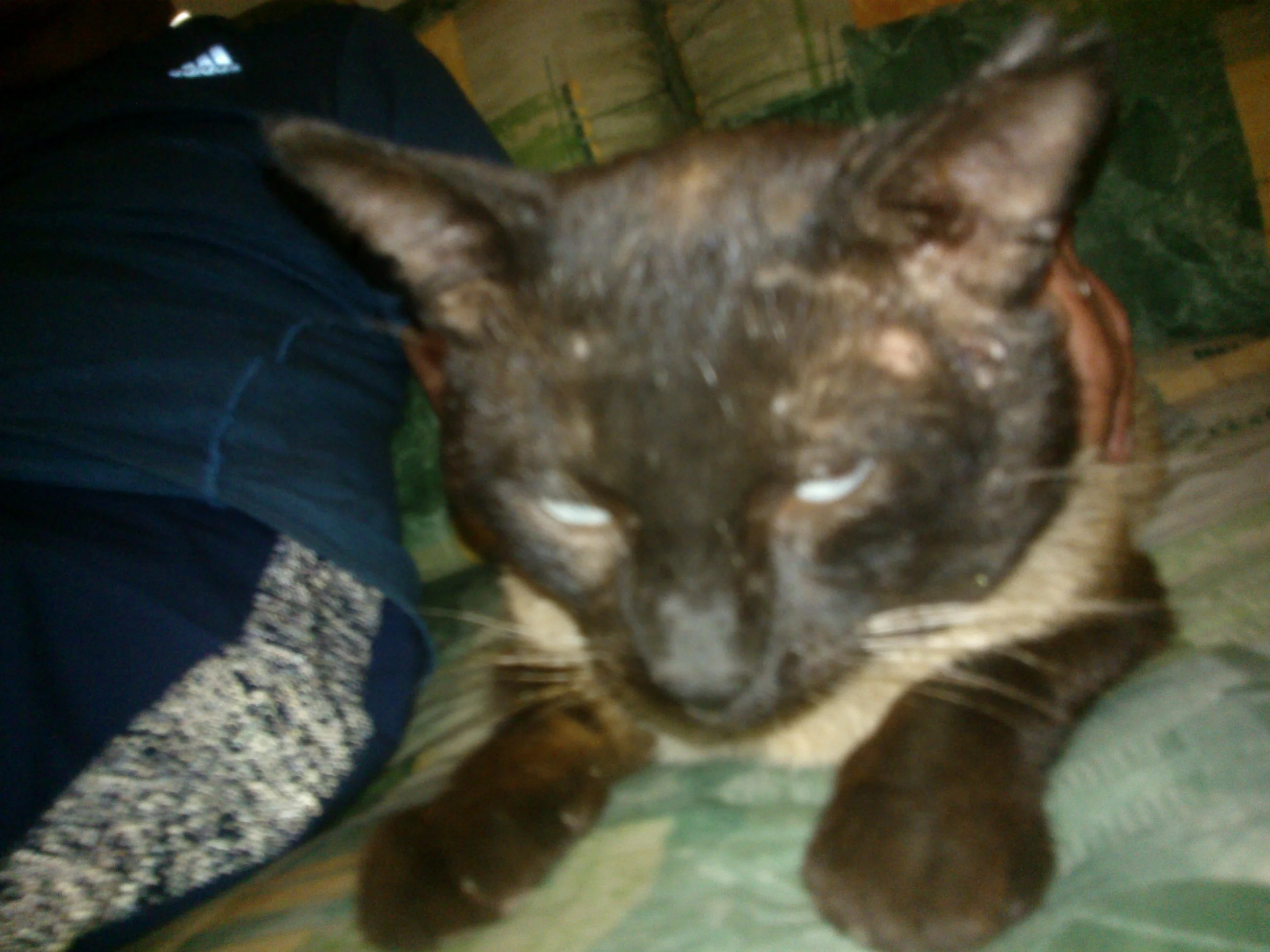 NOKIA Lumia 610_000166.webp