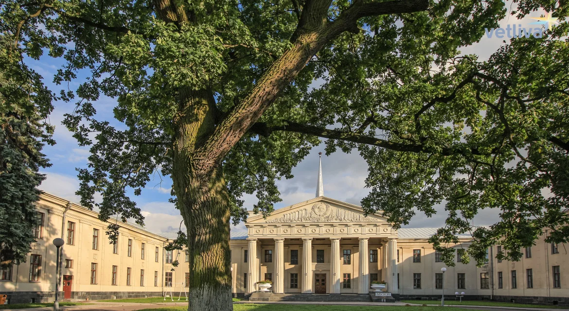 Новый замок.webp