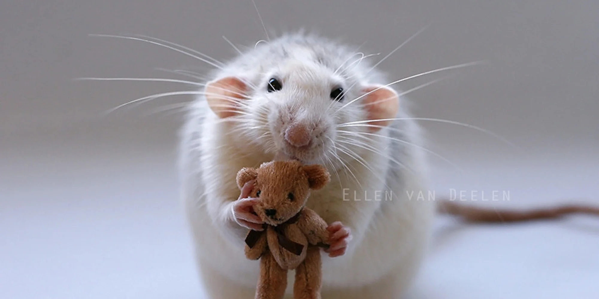 o-RAT-WITH-TEDDY-BEAR-facebook.webp