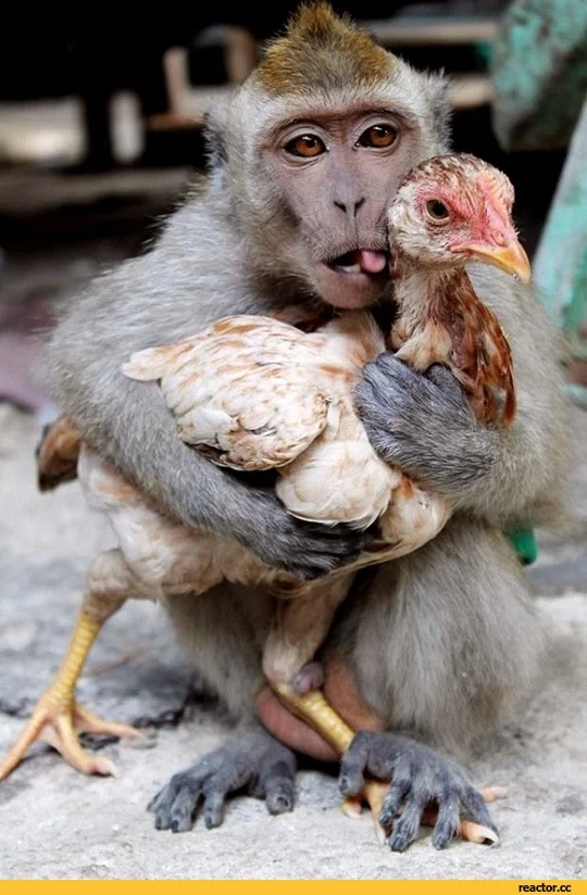 обезьяна-цыпленок-живность-1851616.webp