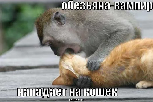obezyana-vampir_1265342821.webp