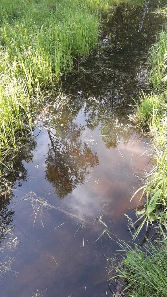 облака в ручье.webp