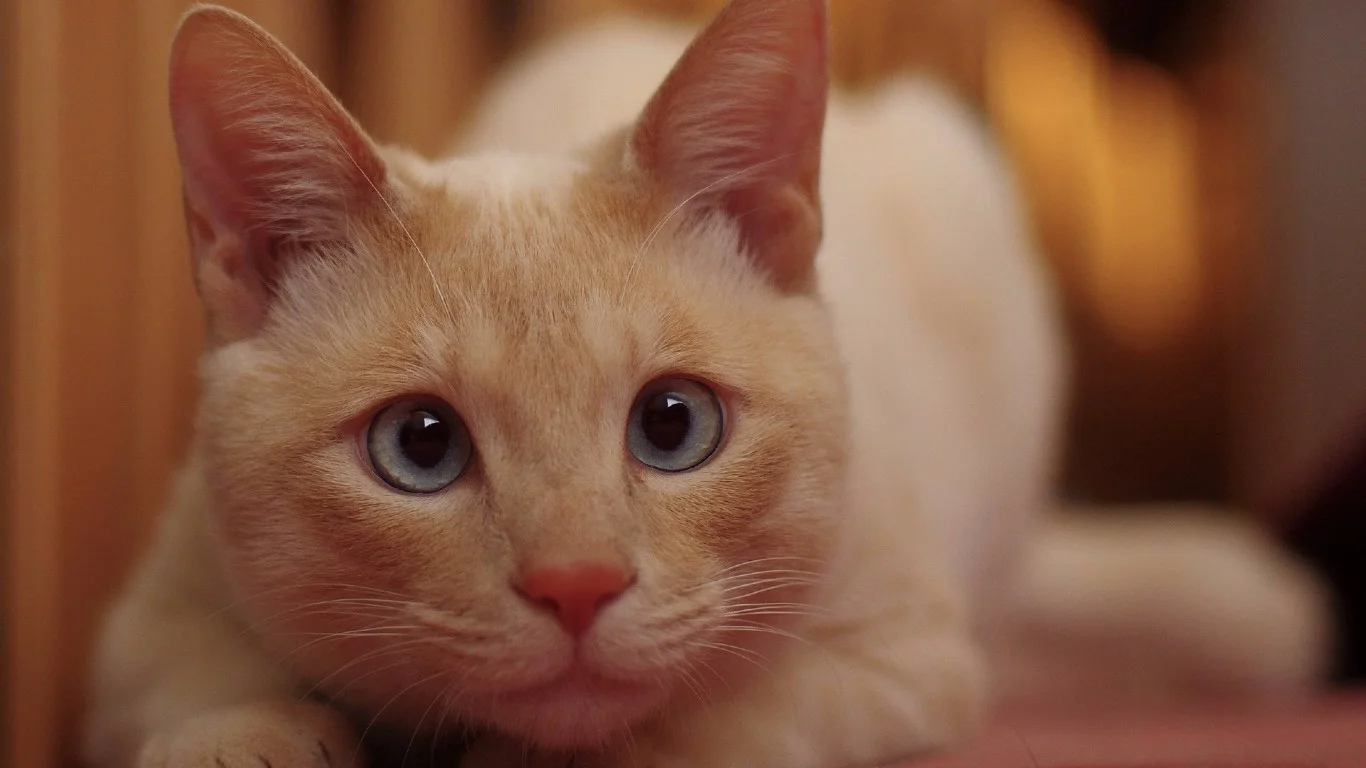 Обои на рабочий стол 1366x768.webp