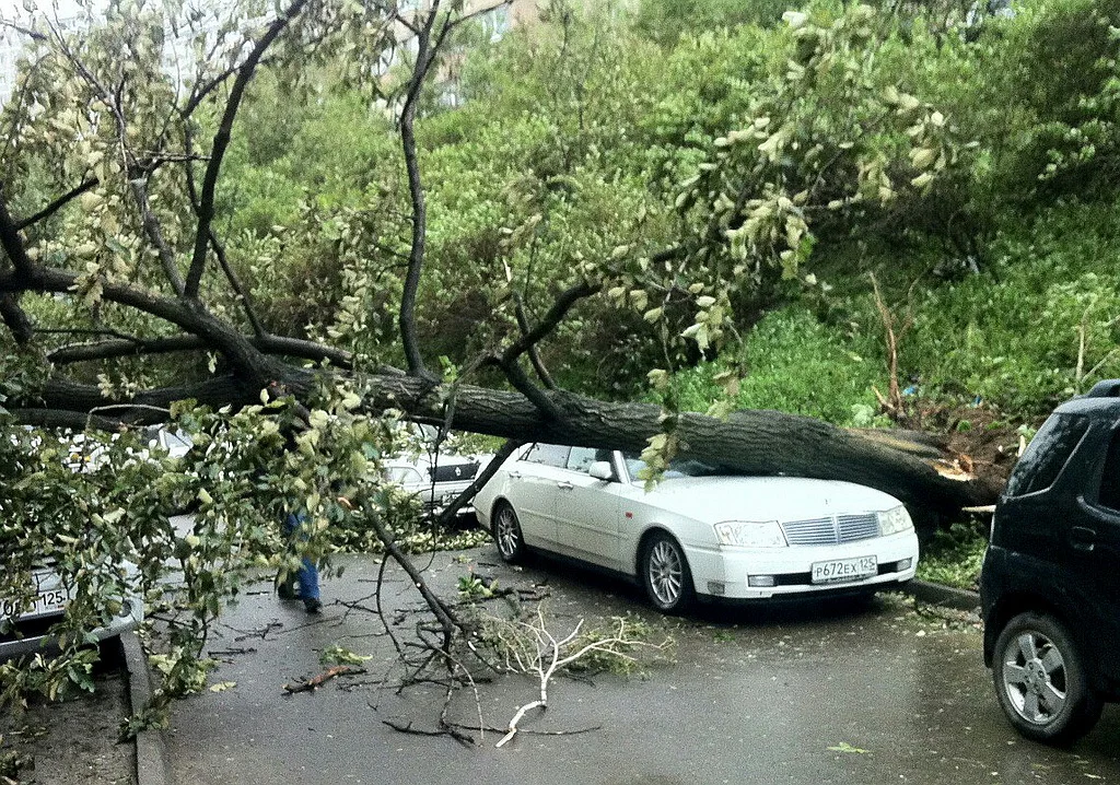 Очень много пострадавших от деревьев машин..webp