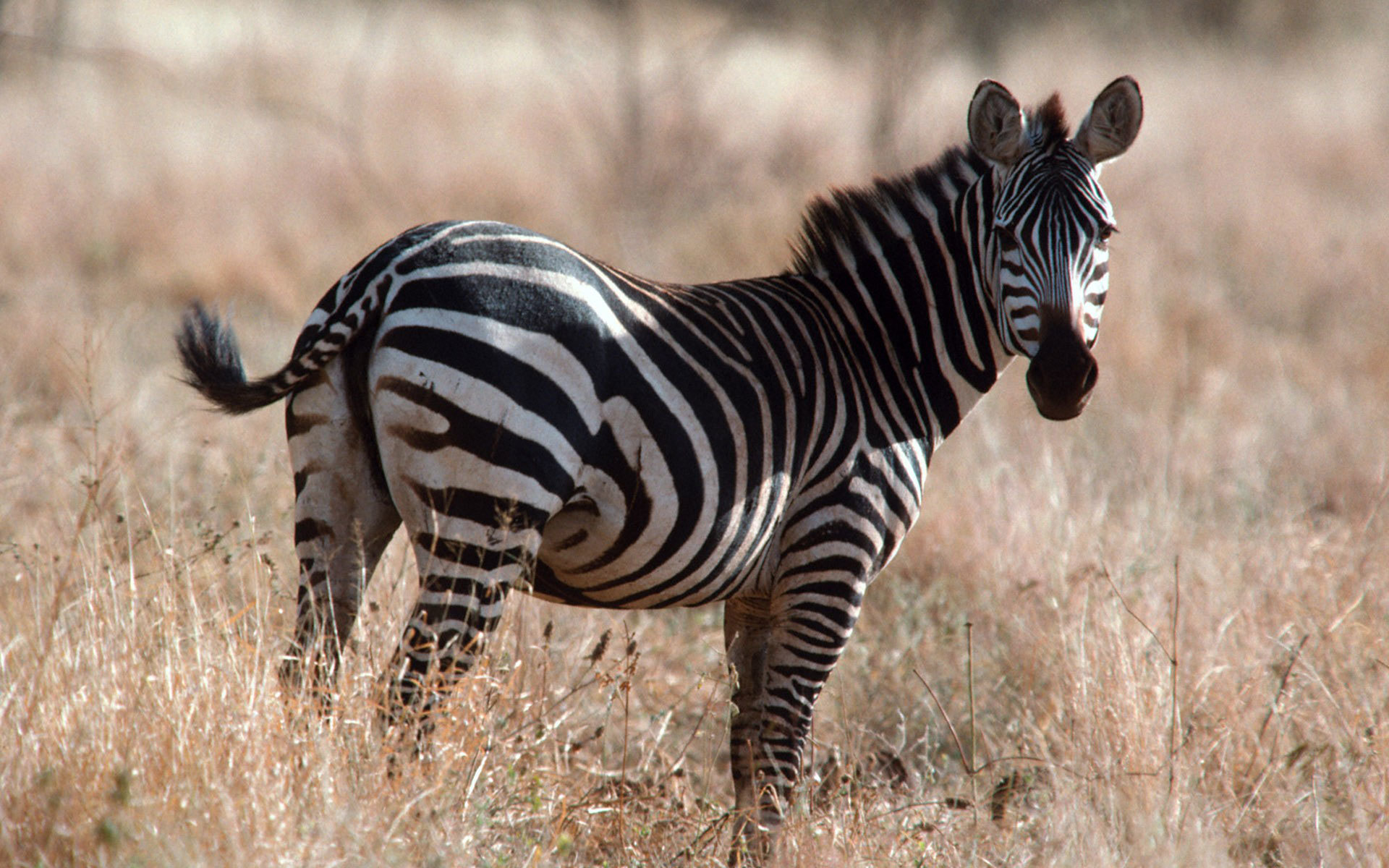 odinokaya-zebra-v-safari_1920x1200-2.jpg