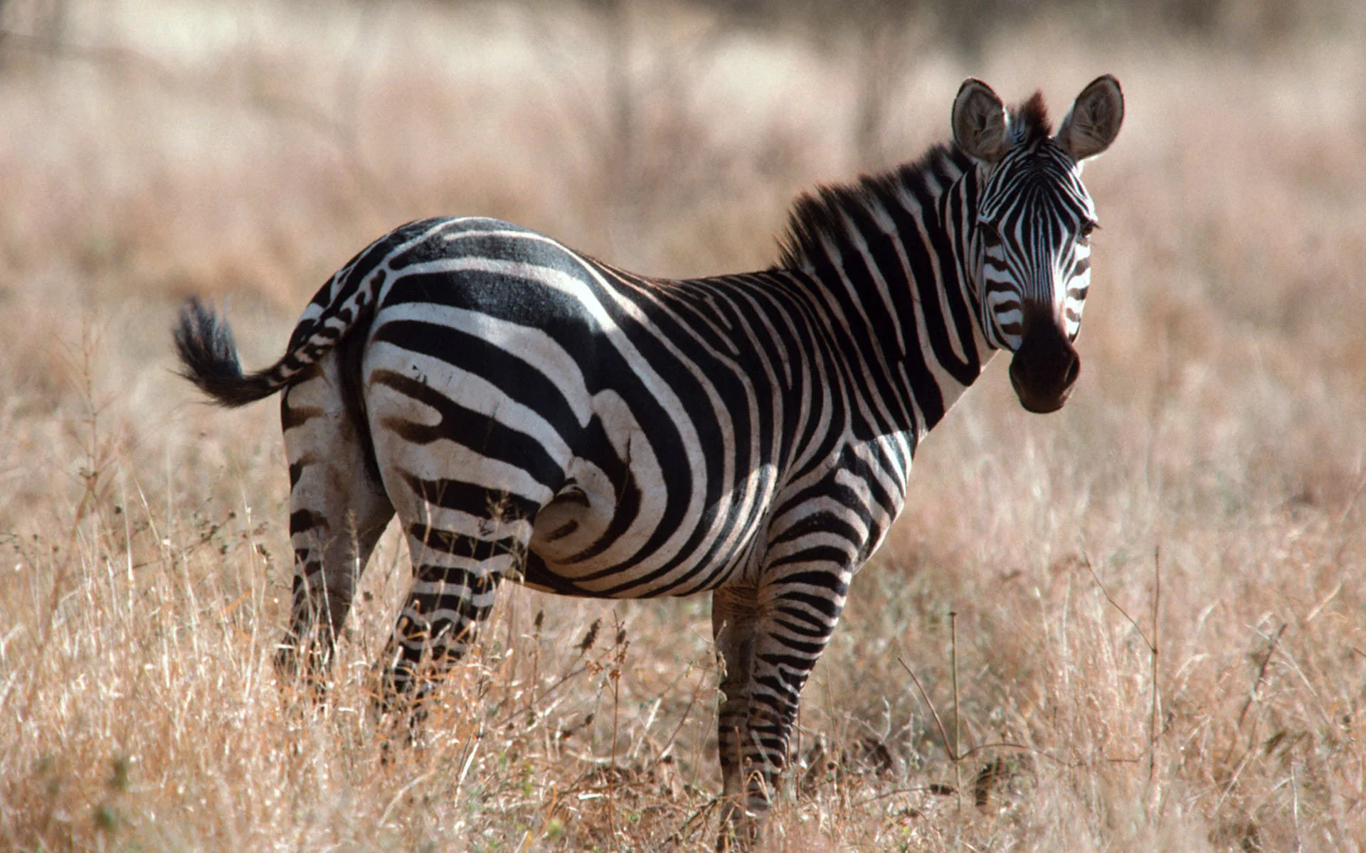 odinokaya-zebra-v-safari_1920x1200-2.webp