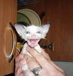 одно медалькин .webp