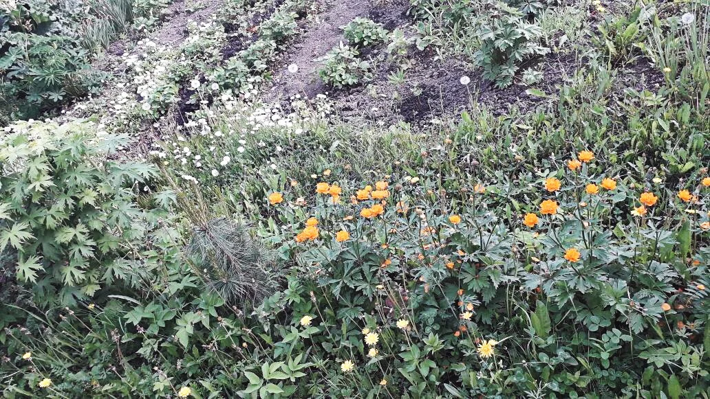 огоньки наст.webp