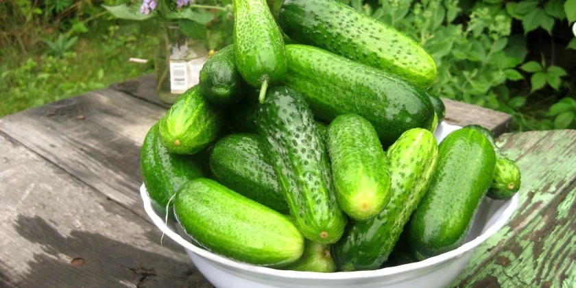 Огурцы-840x420.webp