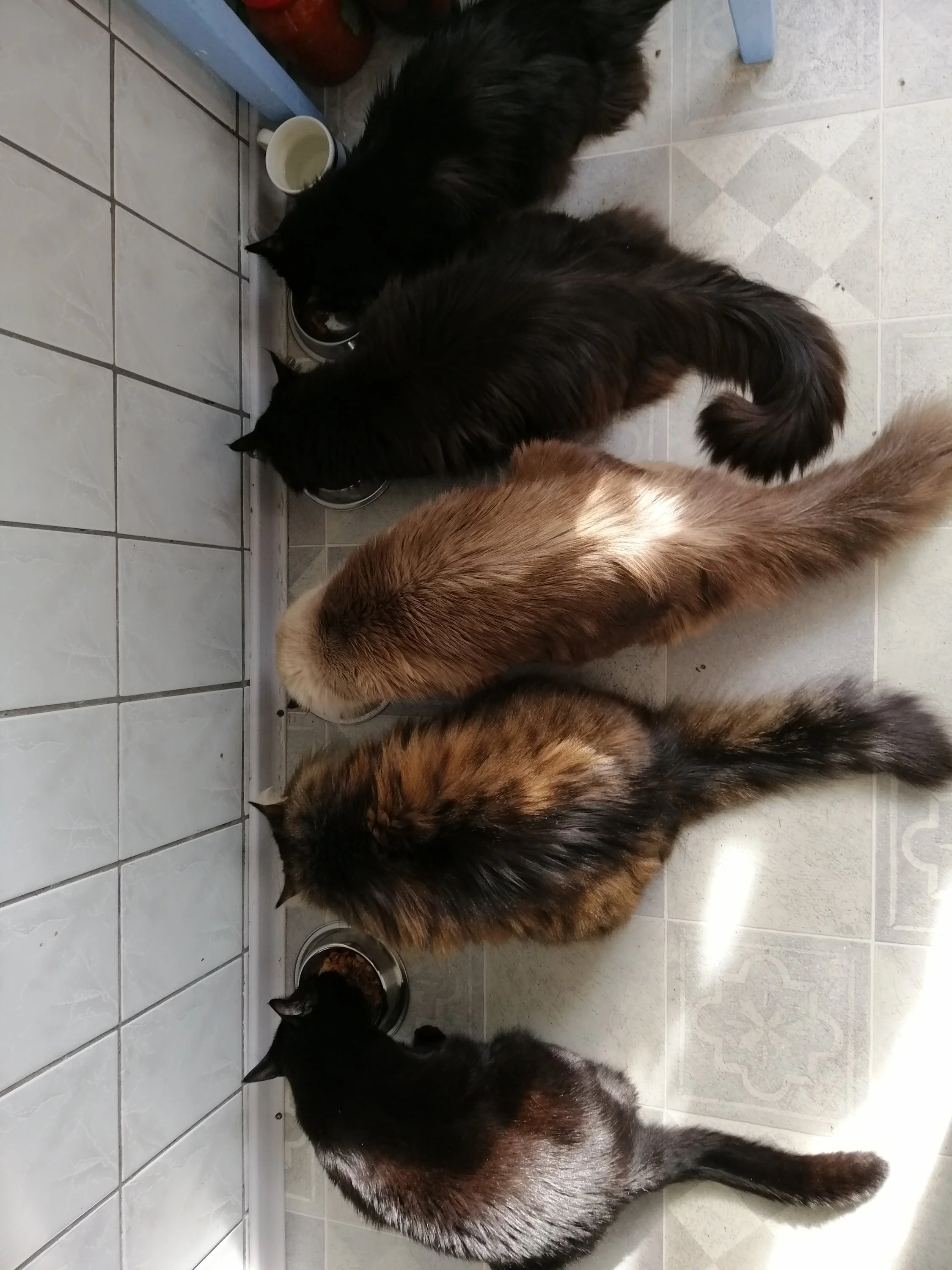 ОкSonчики (1).webp