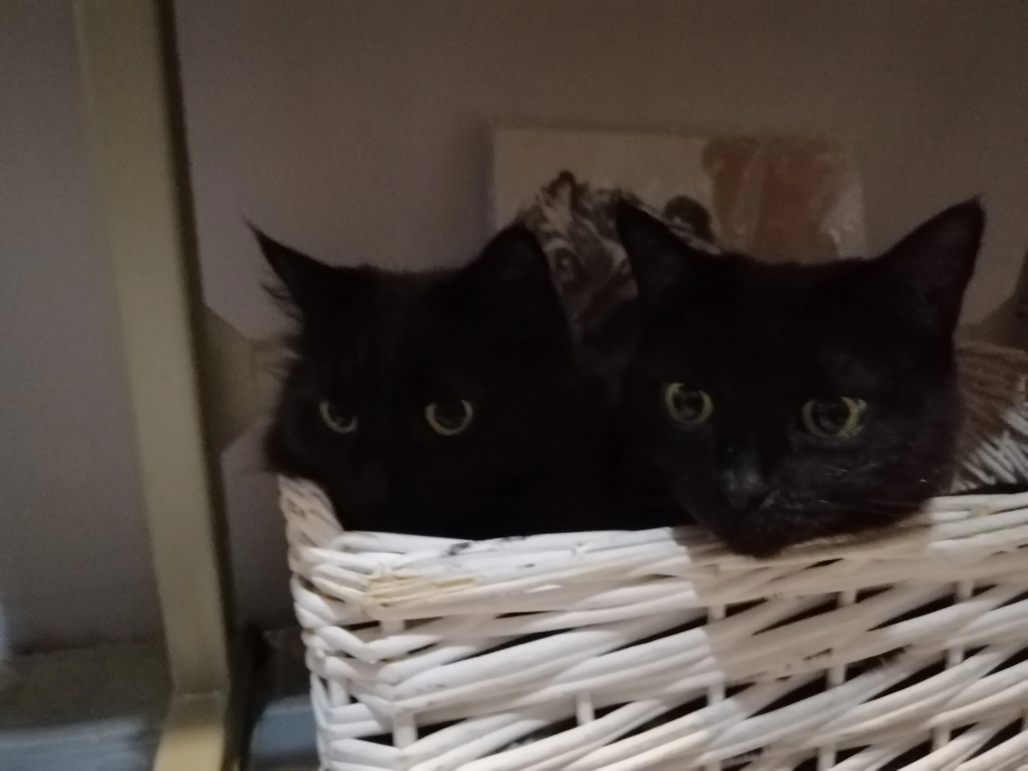 ОкSonчики (3).webp