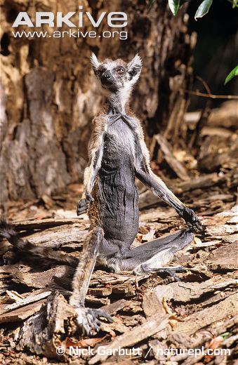 Old-ring-tailed-lemur.jpg