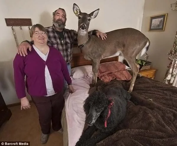 олениха Долли.webp