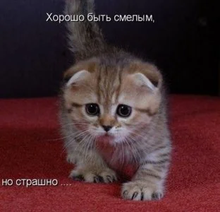 опять котик.webp