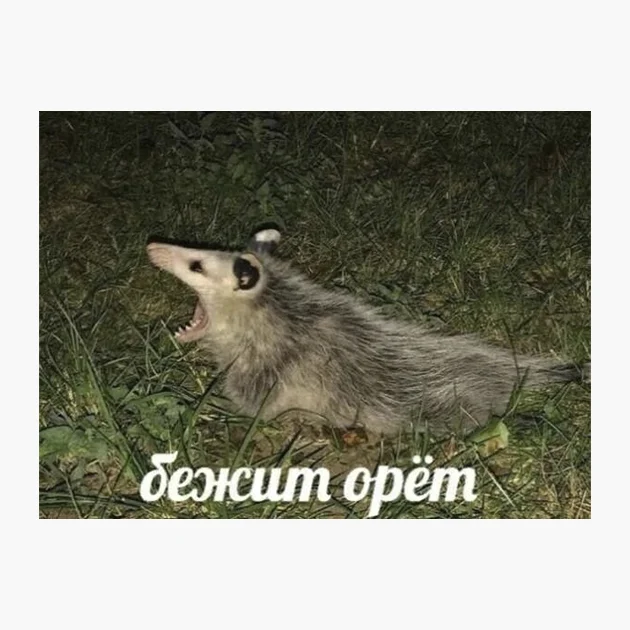 opossumeme-12.6zn2dzaqlw77..webp