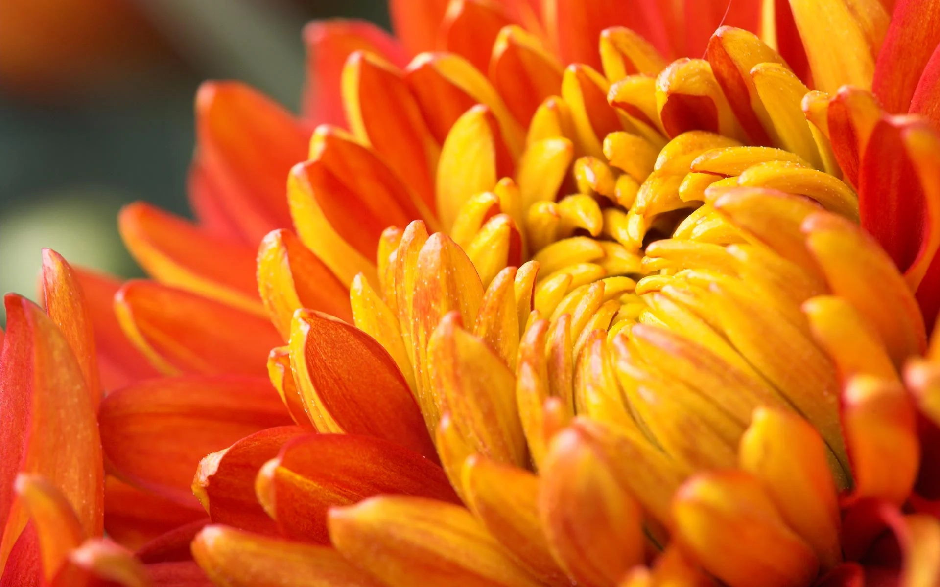 orange-flower-021_shenghunglin_ncnd.webp