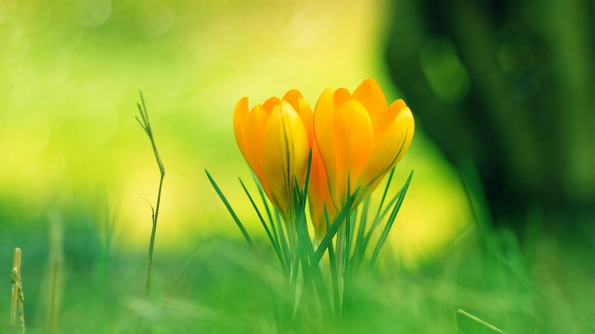 Orange-flowers-in-the-grass_1920x1080.webp