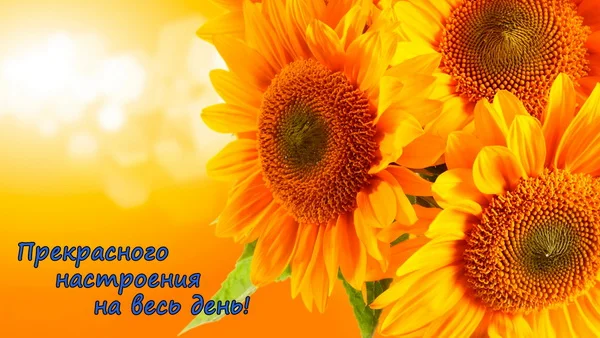 оранж 007 1.webp