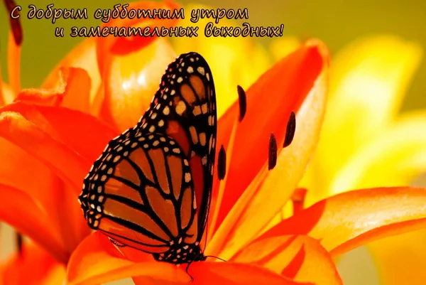 оранж 009 1.webp