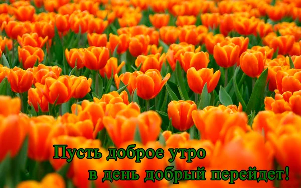 оранж019.webp