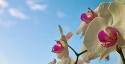 orchid-in-the-sun-1-1359699.webp