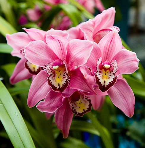 orchid.webp