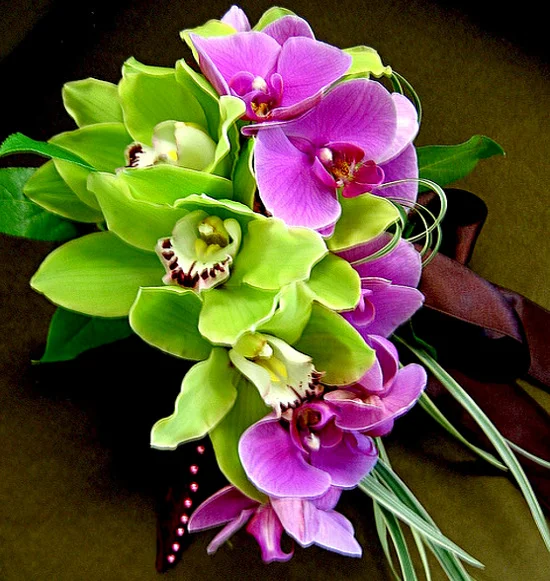 orchid.webp