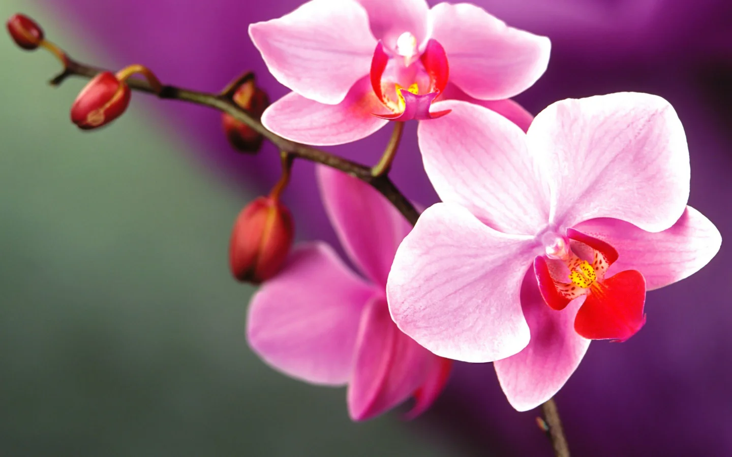 orchid.webp