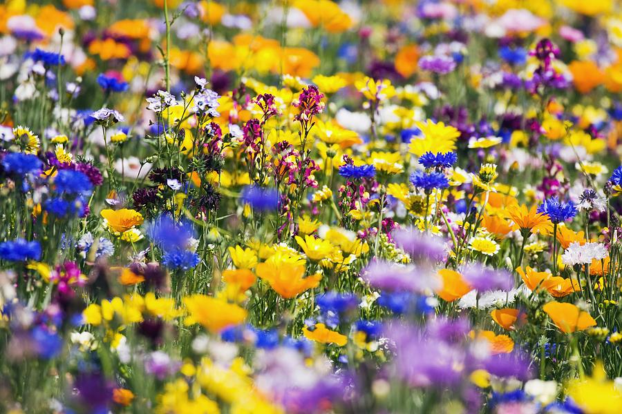 oregon-wildflowers-craig-tuttle.jpg