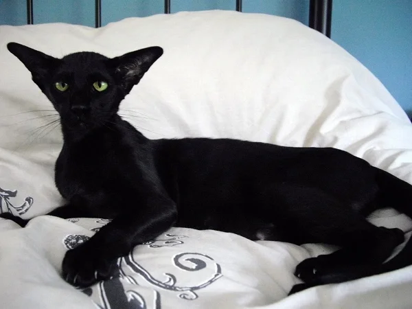 Oriental-Black-cat.webp