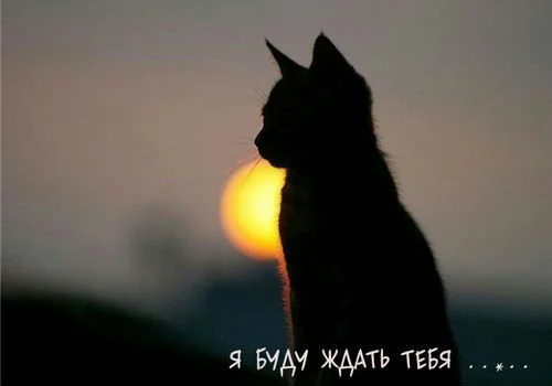 original.webp