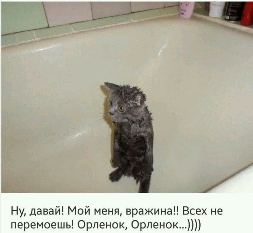 орленок.jpg