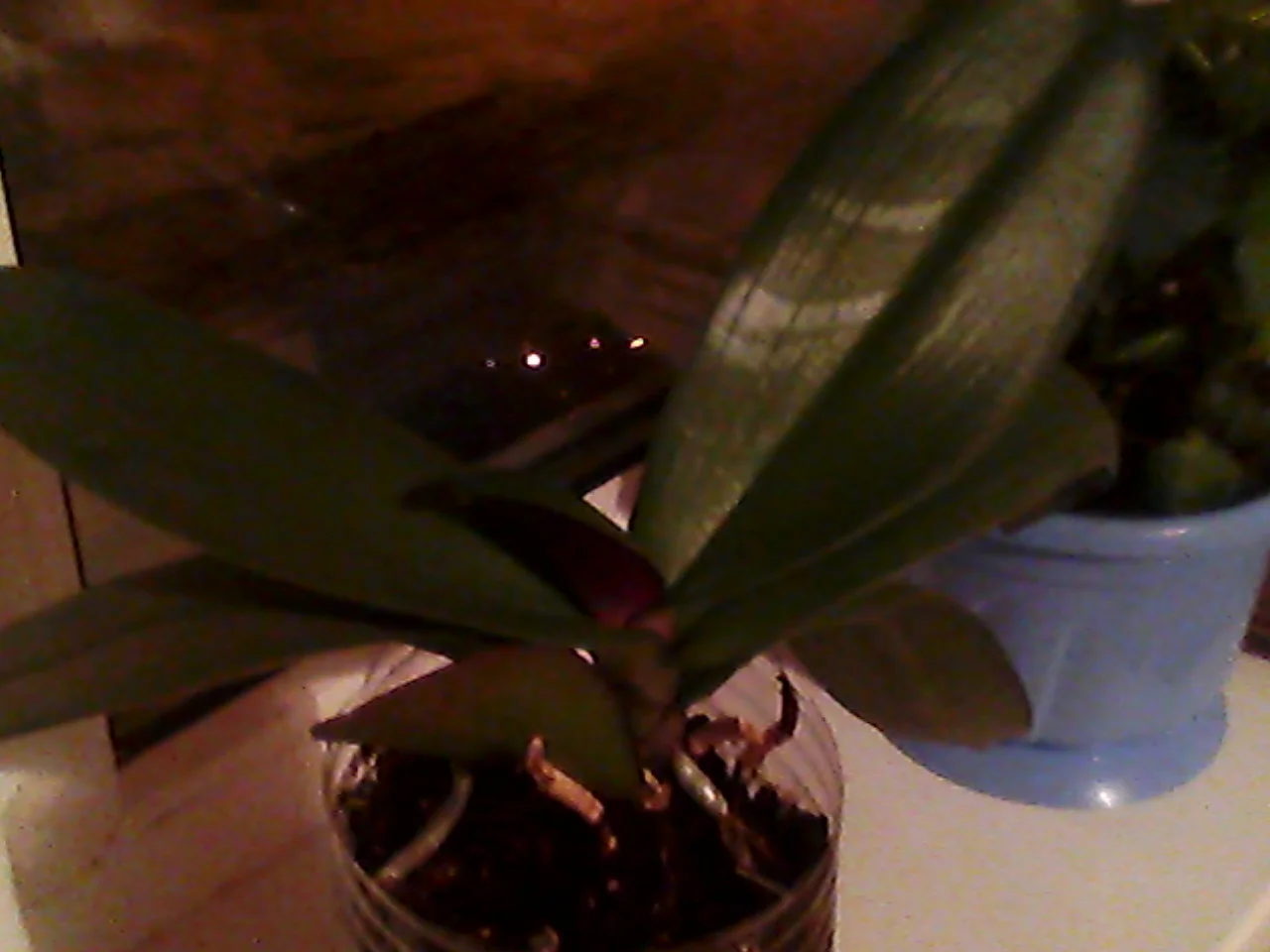 орхиде 036.webp