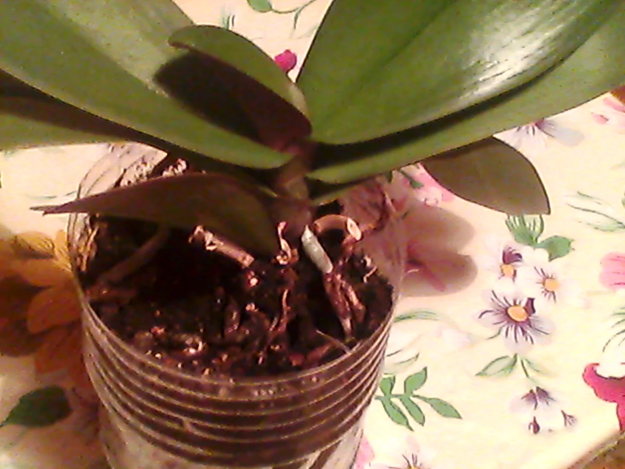 орхиде 037.webp