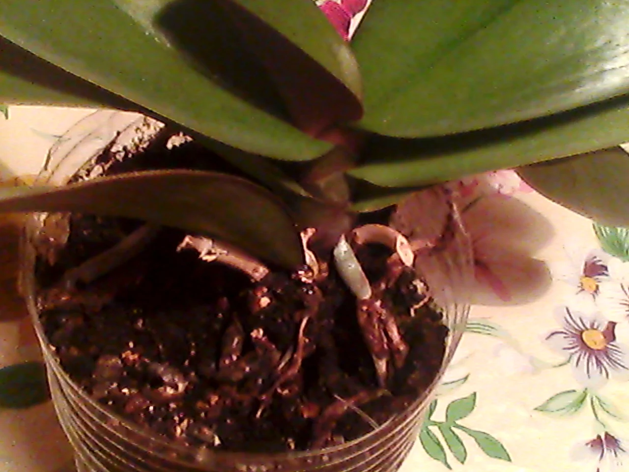 орхиде 038.webp