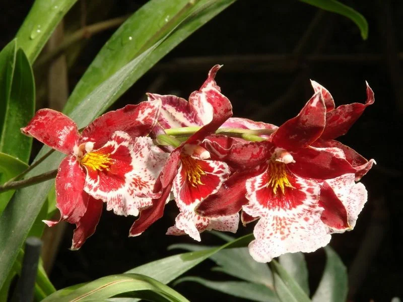 Орхидея Тигровая.webp