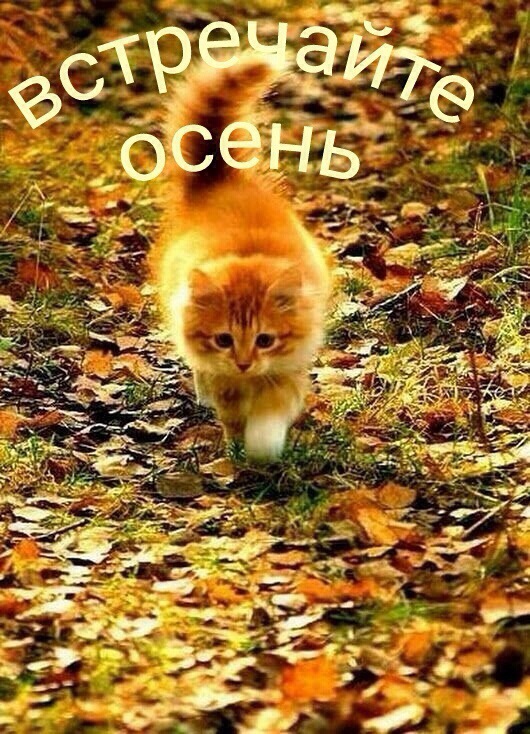 осень котик.jpg