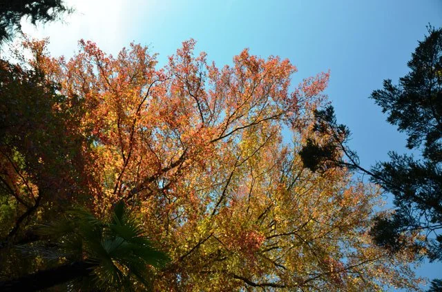 Осень10 чат.webp