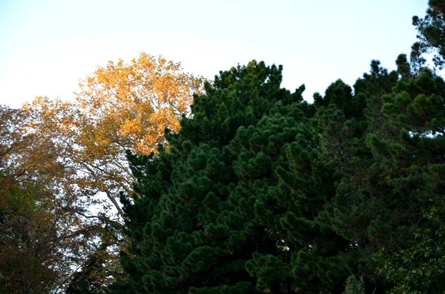 осень14 чат.webp